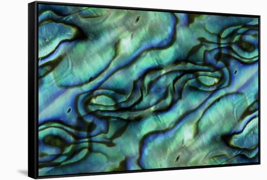 USA, Colorado, Lafayette. Abalone Shell Montage-Jaynes Gallery-Framed Stretched Canvas