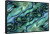 USA, Colorado, Lafayette. Abalone Shell Montage-Jaynes Gallery-Framed Stretched Canvas