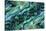 USA, Colorado, Lafayette. Abalone Shell Montage-Jaynes Gallery-Stretched Canvas