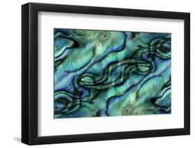 USA, Colorado, Lafayette. Abalone Shell Montage-Jaynes Gallery-Framed Photographic Print