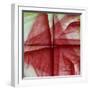 USA, Colorado, Lafayette. Amaryllis Montage-Jaynes Gallery-Framed Photographic Print