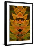 USA, Colorado, Lafayette. Autumn Sumac Montage-Jaynes Gallery-Framed Photographic Print