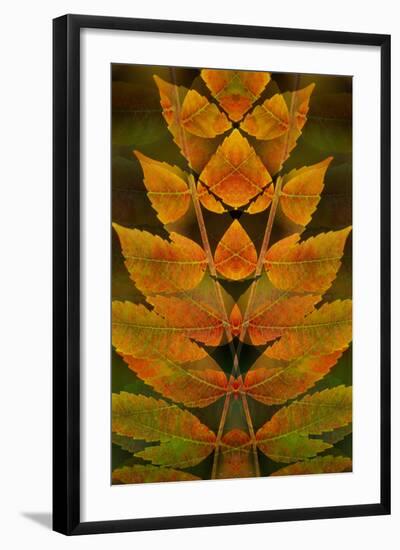 USA, Colorado, Lafayette. Autumn Sumac Montage-Jaynes Gallery-Framed Photographic Print