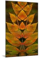 USA, Colorado, Lafayette. Autumn Sumac Montage-Jaynes Gallery-Mounted Photographic Print