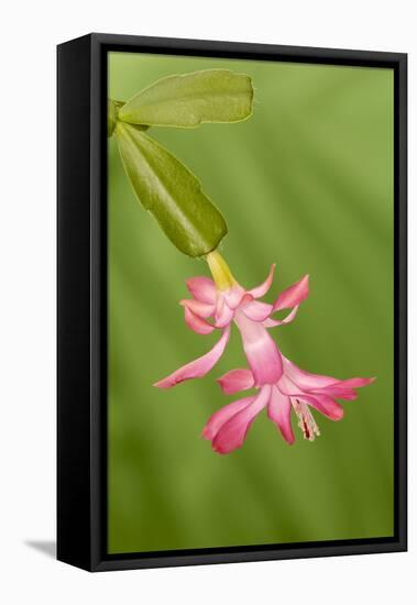 USA, Colorado, Lafayette. Christmas Cactus Flower Close Up-Jaynes Gallery-Framed Stretched Canvas