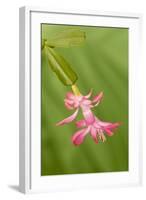 USA, Colorado, Lafayette. Christmas Cactus Flower Close Up-Jaynes Gallery-Framed Photographic Print