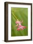 USA, Colorado, Lafayette. Christmas Cactus Flower Close Up-Jaynes Gallery-Framed Photographic Print