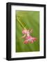 USA, Colorado, Lafayette. Christmas Cactus Flower Close Up-Jaynes Gallery-Framed Photographic Print