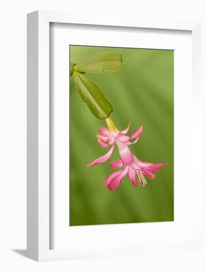 USA, Colorado, Lafayette. Christmas Cactus Flower Close Up-Jaynes Gallery-Framed Photographic Print
