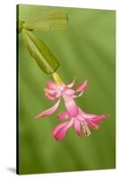 USA, Colorado, Lafayette. Christmas Cactus Flower Close Up-Jaynes Gallery-Stretched Canvas