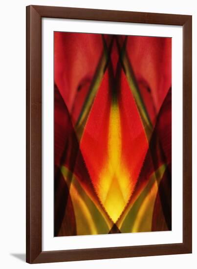 USA, Colorado, Lafayette. Heliconia Plant Montage-Jaynes Gallery-Framed Photographic Print