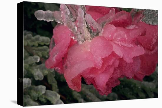 USA, Colorado, Lafayette. Ice on Pink Rose-Jaynes Gallery-Stretched Canvas