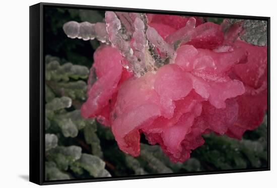 USA, Colorado, Lafayette. Ice on Pink Rose-Jaynes Gallery-Framed Stretched Canvas