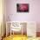 USA, Colorado, Lafayette. Ice on Pink Rose-Jaynes Gallery-Stretched Canvas displayed on a wall