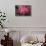 USA, Colorado, Lafayette. Ice on Pink Rose-Jaynes Gallery-Stretched Canvas displayed on a wall