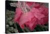 USA, Colorado, Lafayette. Ice on Pink Rose-Jaynes Gallery-Stretched Canvas