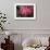 USA, Colorado, Lafayette. Ice on Pink Rose-Jaynes Gallery-Framed Photographic Print displayed on a wall