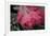 USA, Colorado, Lafayette. Ice on Pink Rose-Jaynes Gallery-Framed Photographic Print