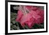 USA, Colorado, Lafayette. Ice on Pink Rose-Jaynes Gallery-Framed Photographic Print