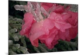 USA, Colorado, Lafayette. Ice on Pink Rose-Jaynes Gallery-Mounted Photographic Print