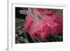 USA, Colorado, Lafayette. Ice on Pink Rose-Jaynes Gallery-Framed Photographic Print