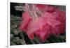 USA, Colorado, Lafayette. Ice on Pink Rose-Jaynes Gallery-Framed Photographic Print