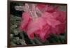 USA, Colorado, Lafayette. Ice on Pink Rose-Jaynes Gallery-Framed Photographic Print