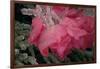 USA, Colorado, Lafayette. Ice on Pink Rose-Jaynes Gallery-Framed Photographic Print