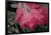 USA, Colorado, Lafayette. Ice on Pink Rose-Jaynes Gallery-Framed Photographic Print