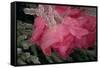 USA, Colorado, Lafayette. Ice on Pink Rose-Jaynes Gallery-Framed Stretched Canvas