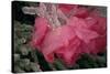 USA, Colorado, Lafayette. Ice on Pink Rose-Jaynes Gallery-Stretched Canvas