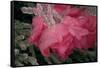 USA, Colorado, Lafayette. Ice on Pink Rose-Jaynes Gallery-Framed Stretched Canvas