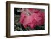 USA, Colorado, Lafayette. Ice on Pink Rose-Jaynes Gallery-Framed Photographic Print