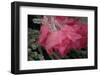 USA, Colorado, Lafayette. Ice on Pink Rose-Jaynes Gallery-Framed Photographic Print