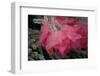 USA, Colorado, Lafayette. Ice on Pink Rose-Jaynes Gallery-Framed Photographic Print