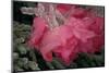 USA, Colorado, Lafayette. Ice on Pink Rose-Jaynes Gallery-Mounted Photographic Print