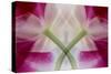 USA, Colorado, Lafayette. Orchid Montage-Jaynes Gallery-Stretched Canvas