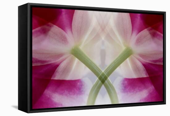 USA, Colorado, Lafayette. Orchid Montage-Jaynes Gallery-Framed Stretched Canvas