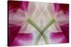 USA, Colorado, Lafayette. Orchid Montage-Jaynes Gallery-Stretched Canvas