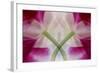 USA, Colorado, Lafayette. Orchid Montage-Jaynes Gallery-Framed Photographic Print