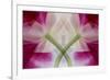 USA, Colorado, Lafayette. Orchid Montage-Jaynes Gallery-Framed Photographic Print