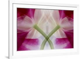 USA, Colorado, Lafayette. Orchid Montage-Jaynes Gallery-Framed Photographic Print