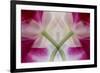 USA, Colorado, Lafayette. Orchid Montage-Jaynes Gallery-Framed Photographic Print