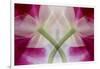 USA, Colorado, Lafayette. Orchid Montage-Jaynes Gallery-Framed Photographic Print