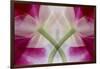 USA, Colorado, Lafayette. Orchid Montage-Jaynes Gallery-Framed Photographic Print