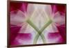 USA, Colorado, Lafayette. Orchid Montage-Jaynes Gallery-Framed Photographic Print