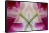 USA, Colorado, Lafayette. Orchid Montage-Jaynes Gallery-Framed Stretched Canvas