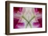 USA, Colorado, Lafayette. Orchid Montage-Jaynes Gallery-Framed Photographic Print