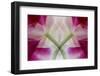 USA, Colorado, Lafayette. Orchid Montage-Jaynes Gallery-Framed Photographic Print