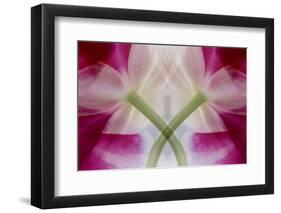 USA, Colorado, Lafayette. Orchid Montage-Jaynes Gallery-Framed Photographic Print